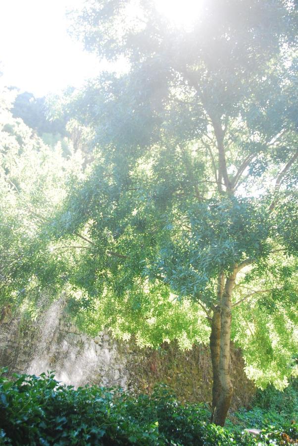 Center Escape To Nature * Sintra